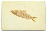 Detailed Fossil Fish (Knightia) - Wyoming #372356-1